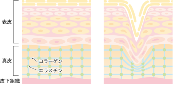 プラセンタに期待されていることとは？