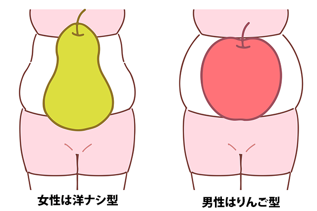 女性は洋ナシ型肥満、男性はりんご型肥満
