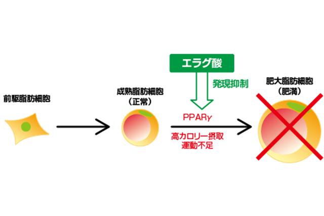 エラグ酸に期待される健康効果１：脂肪細胞の肥大化の抑制