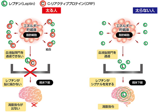 エラグ酸に期待される健康効果２：食欲の正常化と体重管理