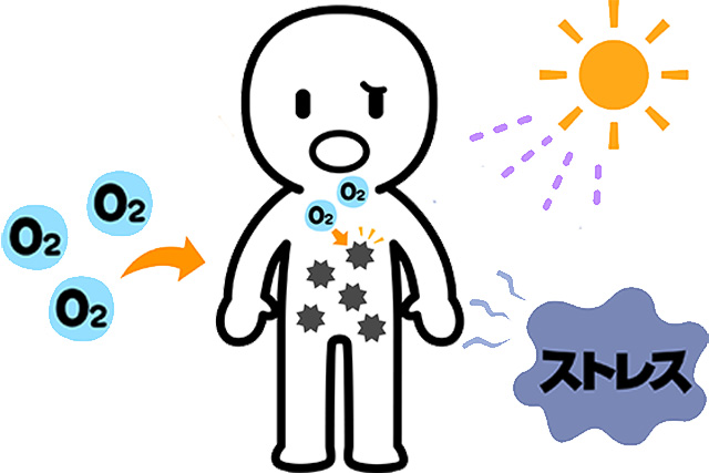 活性酸素は過剰に産生されると、細胞を傷つけ、過酸化脂質をつくり出すなど、体に悪影響がある