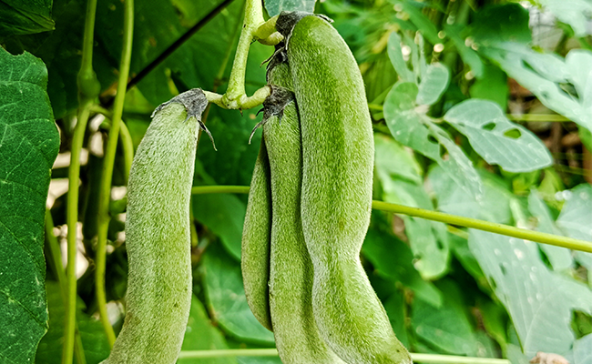 ムクナエキス末