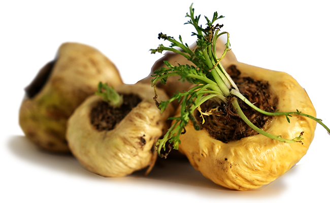 マカ（MACAXS®）