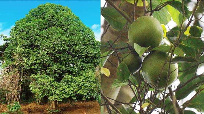 メタプラスウエスト アフリカマンゴノキの種子由来のエラグ酸