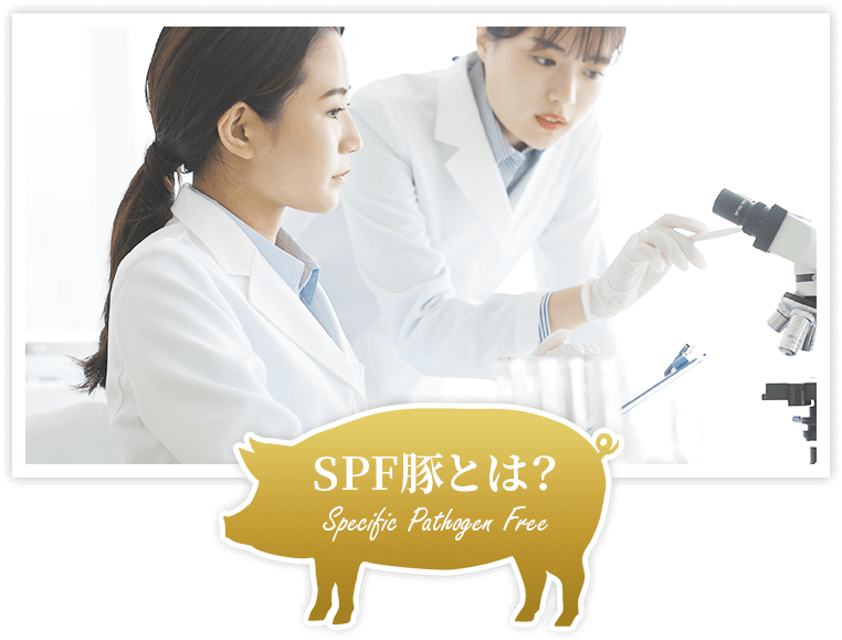 ザ・プラセンタ SPF豚とは？