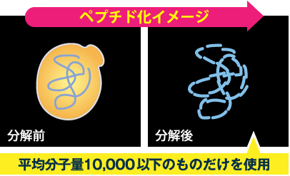 ペプチド化イメージ 分解前 分解後 平均分子量10,000以下のものだけを使用