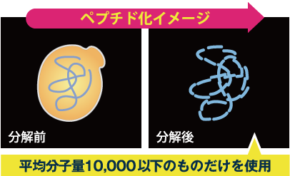ペプチド化イメージ 分解前 分解後 平均分子量10,000以下のものだけを使用