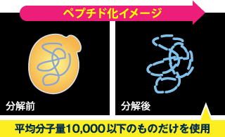 ペプチド化イメージ 分解前 分解後 平均分子量10,000以下のものだけを使用